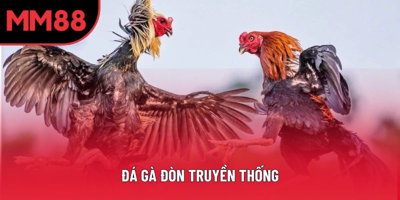 Khám Phá Văn Hóa Đá Gà Đòn Truyền Thống Đầy Sức Hấp Dẫn