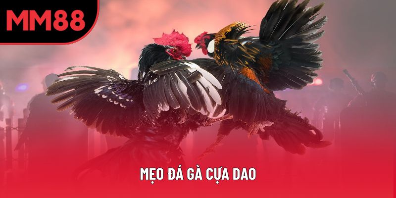 Mẹo Đá Gà Cựa Dao Cực Kỳ Hiệu Quả Giúp Thắng Lớn