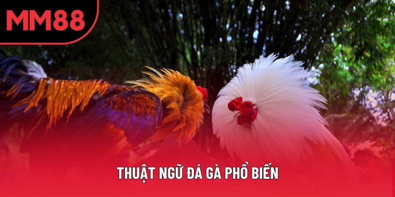 Thuật Ngữ Đá Gà Phổ Biến: Giải Mã Thế Giới Gà Chọi Thú Vị